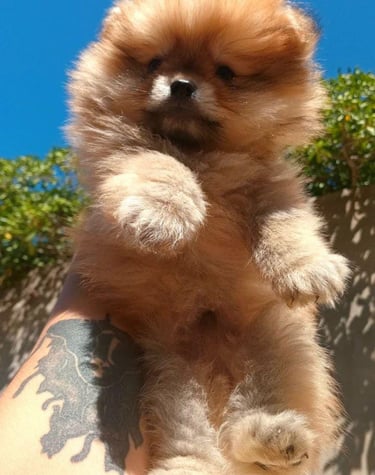 cachorritos pomerania en venta