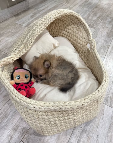 pomeranias en argentina venta