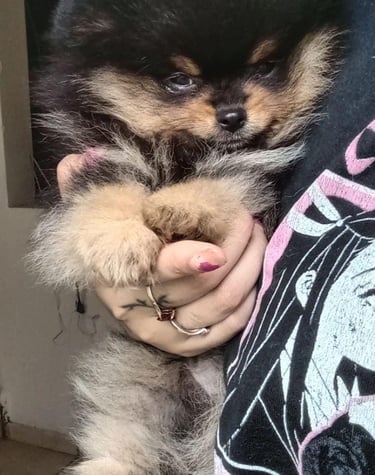 criadero pomerania buenos aires