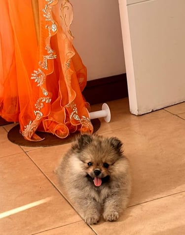 perritos pomeranians en venta