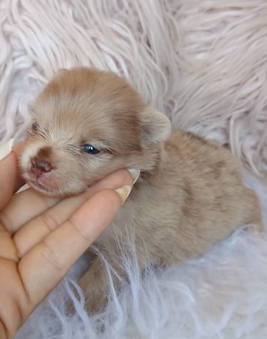 perritos pomeranians en venta argentina