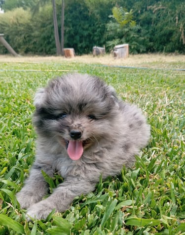pomerania buenos aires