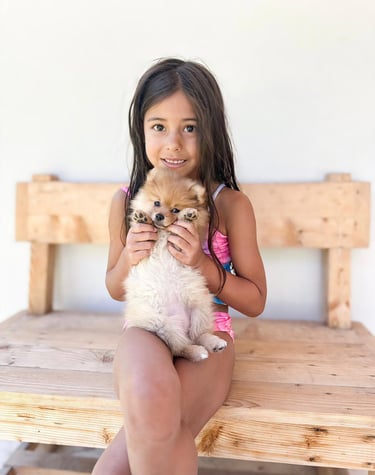 pomerania en venta