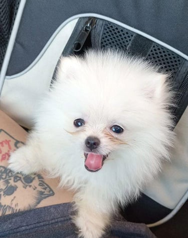 cachorro pomerania en venta buenos aires