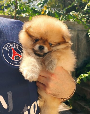 pomerania venta