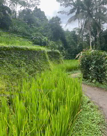Rizières en terrasses à Ubud, Bali, Indonésie