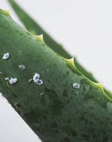 Mealy bugs on Aloe Vera plant