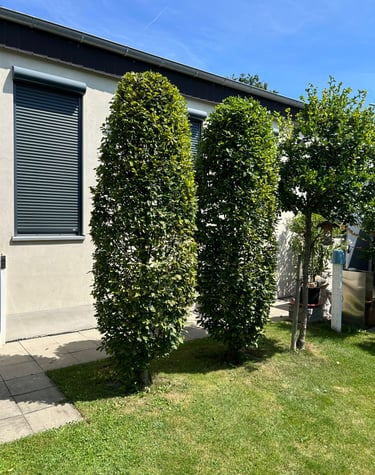 In form geschnittene Bäume. Symetrische Optik. Gepflegter Anblick