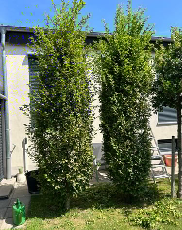 Ungeschnittene Bäume, Ohne Form. Stutzen und schneiden empfohlen