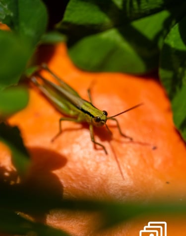 a grasshopper on a pumpkin