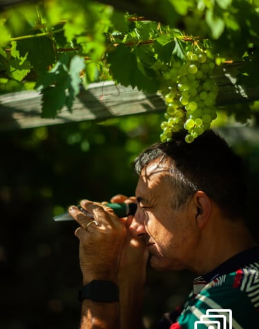 a man looking in an instrument in a vineyard