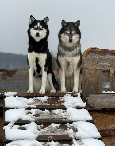 Husky-Erlebnisse, Husky-Ausfahrten, Husky-Trekkingtouren, Husky Abenteuer, Dietfurt, Bayern