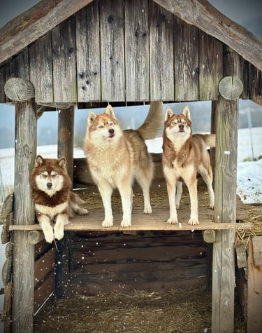 Husky-Erlebnisse, Husky-Ausfahrten, Husky-Trekkingtouren, Husky Abenteuer, Dietfurt, Bayern