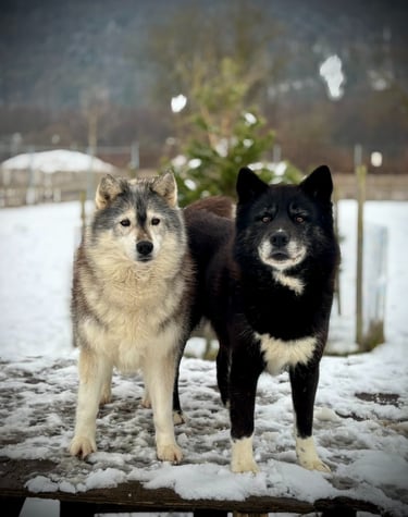 Husky-Erlebnisse, Husky-Ausfahrten, Husky-Trekkingtouren, Husky Abenteuer, Dietfurt, Bayern