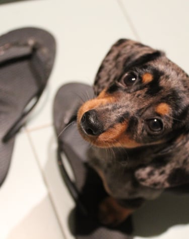 a dog is sitting on the floor next to a pair of flip flop flop flop