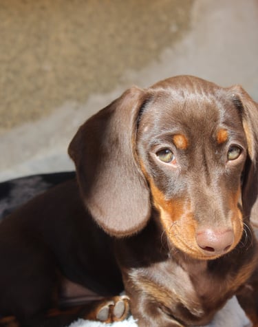 a dog is sitting on a blanket in a dog bed