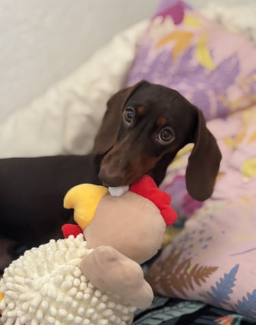 a dog is sitting on a bed with a stuffed animal