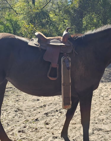 black horse standing with neck arched and saddle on