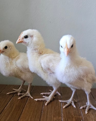 3 bresse chicks with blue legs one chick looking at the camera