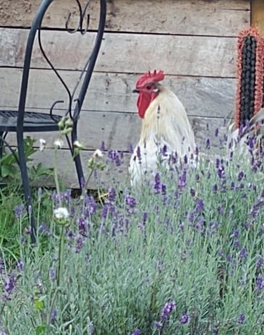 Easter Egger Rooster
