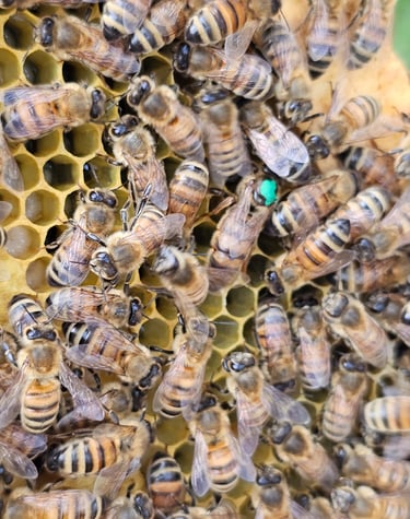 Queen Honey Bee