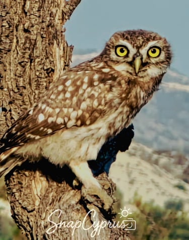 Owl