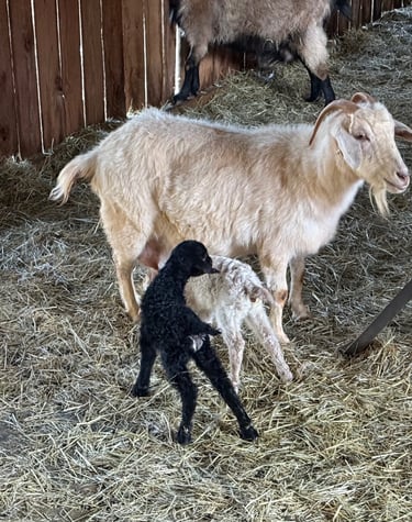 Eustace (black kid), Eunice (white kid)