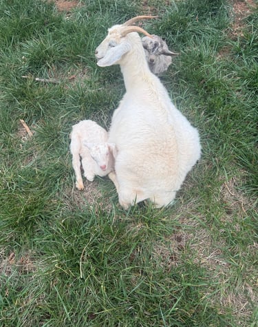 Edith (white doeling)