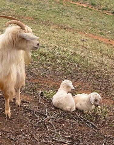 Estelle and Eliana (doelings)