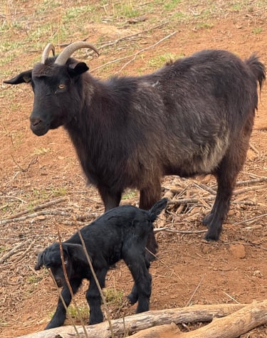 Eucalyptus (buckling)
