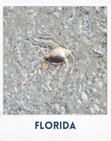a shellfish, florida, marco island, seashell, shells, beach, ocean