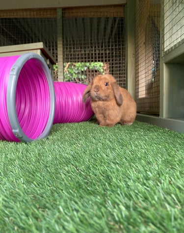 rabbit in outdoor suite Ballinderry Boarding