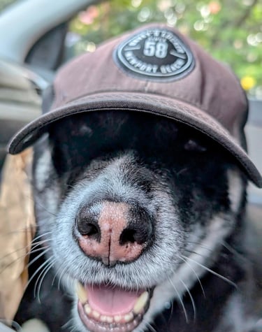 Ahsoka has her hat on ready for a grand adventure on our hike