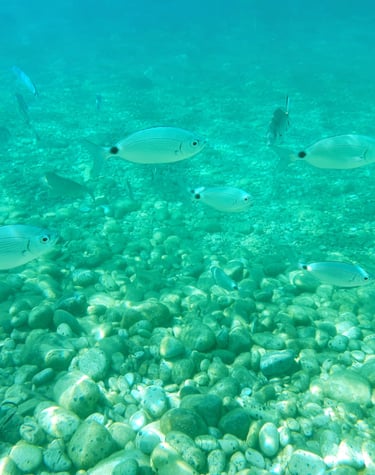 pesci nel mare della spiaggia Le Ghiaie