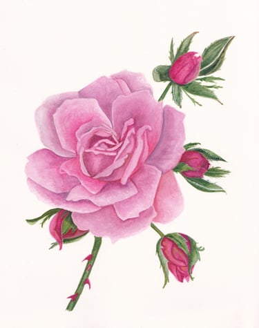 Watercolour of a rose flower with white background