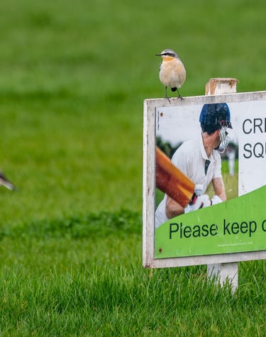 A Northern Wheatear on a cricket sign in Regent's Park. 