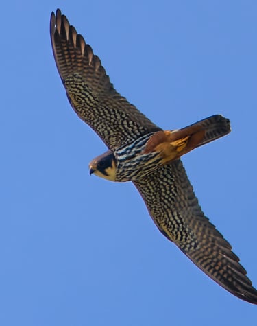 A Hobby in flight