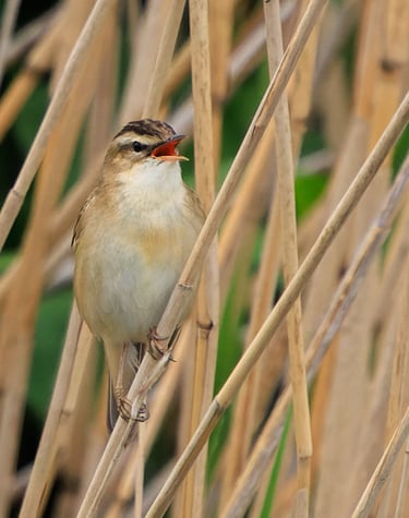 A Sedge warbler singing in a reed bed