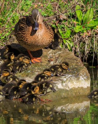 A female Mallard with a brood of ducklings