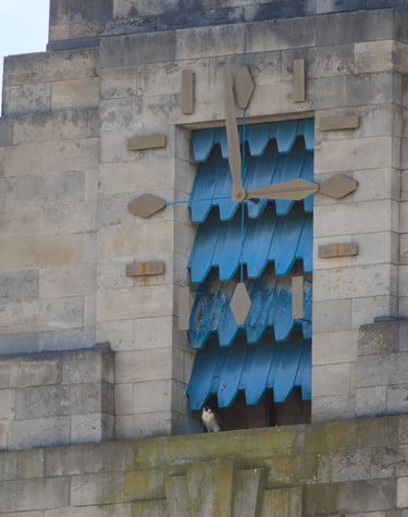 A Peregrine falcon sits on a clocktower ledge.