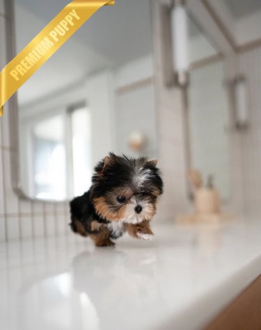 Puppies for Sale