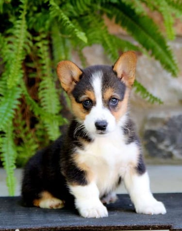 Puppies for Sale