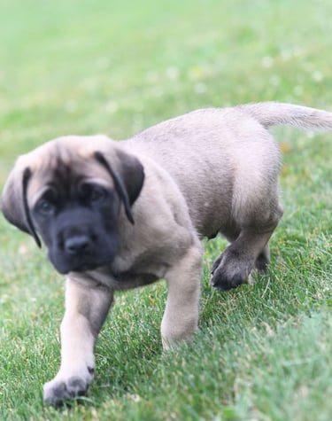 Puppies for Sale