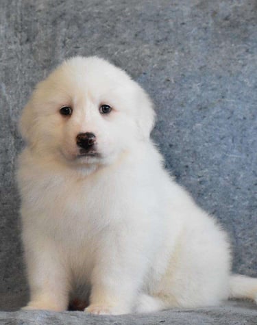 Puppies for Sale