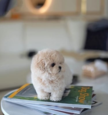Puppies for Sale 