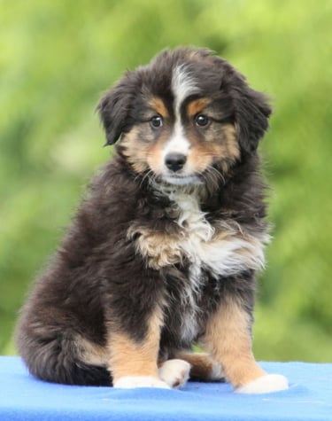 Puppies for Sale