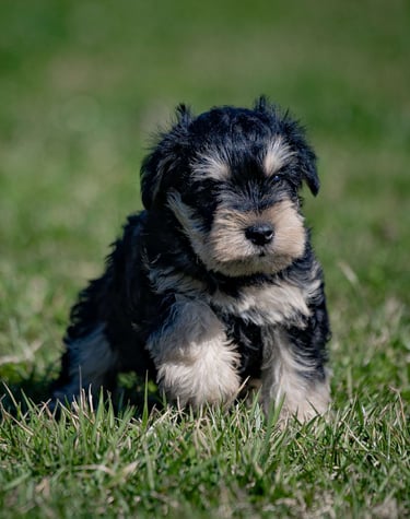 Puppies for Sale