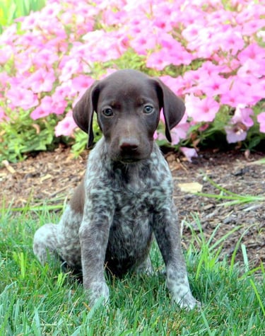 Puppies for Sale
