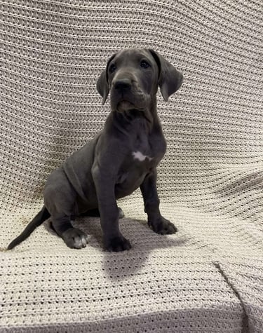 Puppies for Sale