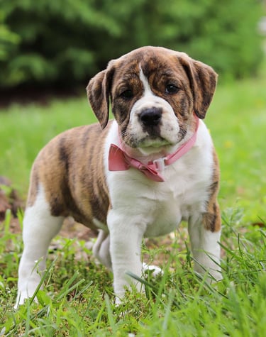 Puppies for Sale